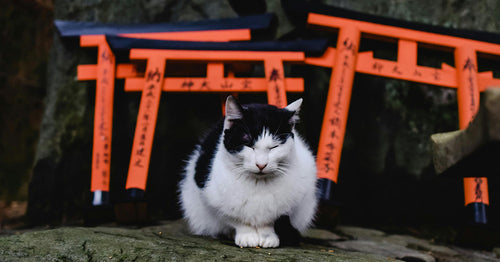 Exploring Kyoto and Nara