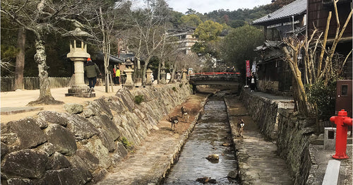 Explore Hiroshima & Miyajima