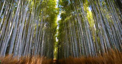 Explore Kyoto Golden Pavilion & Arashiyama